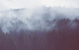 Regulators working to address issues raised in Forest Practices Board report